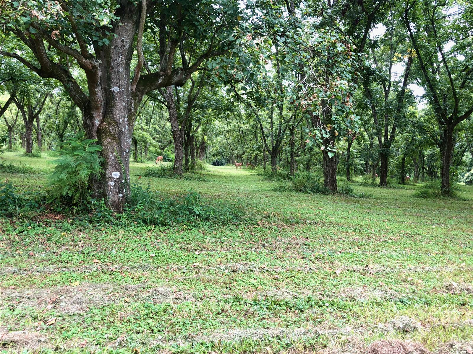 1.8 ha Land available in White River photo number 8