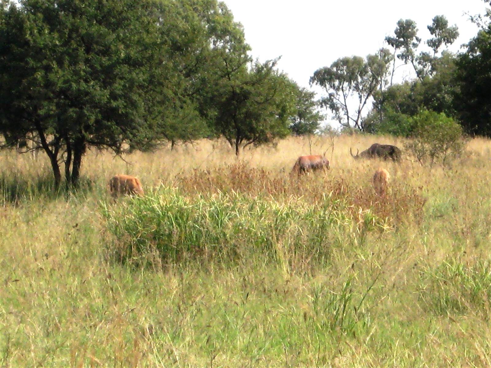 1 ha Land available in Leeuwfontein Estate photo number 13