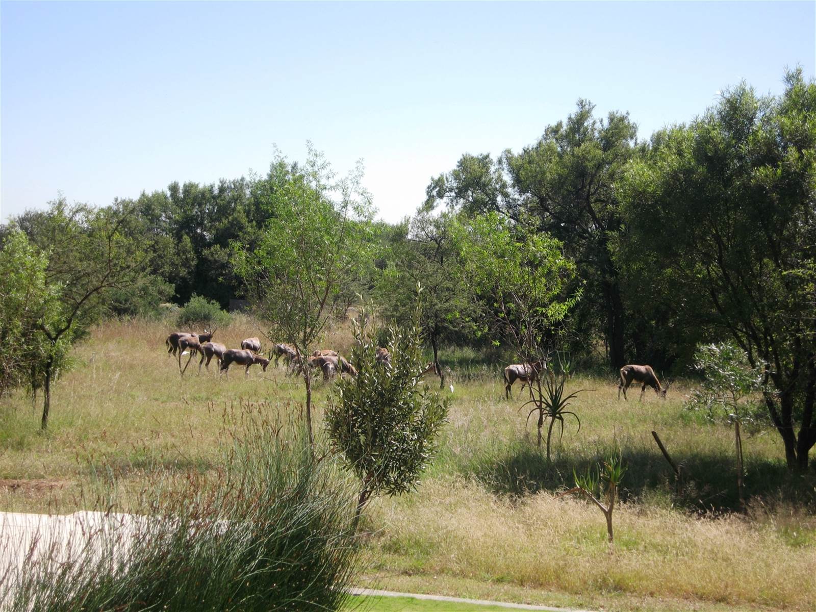 1 ha Land available in Leeuwfontein Estate photo number 19