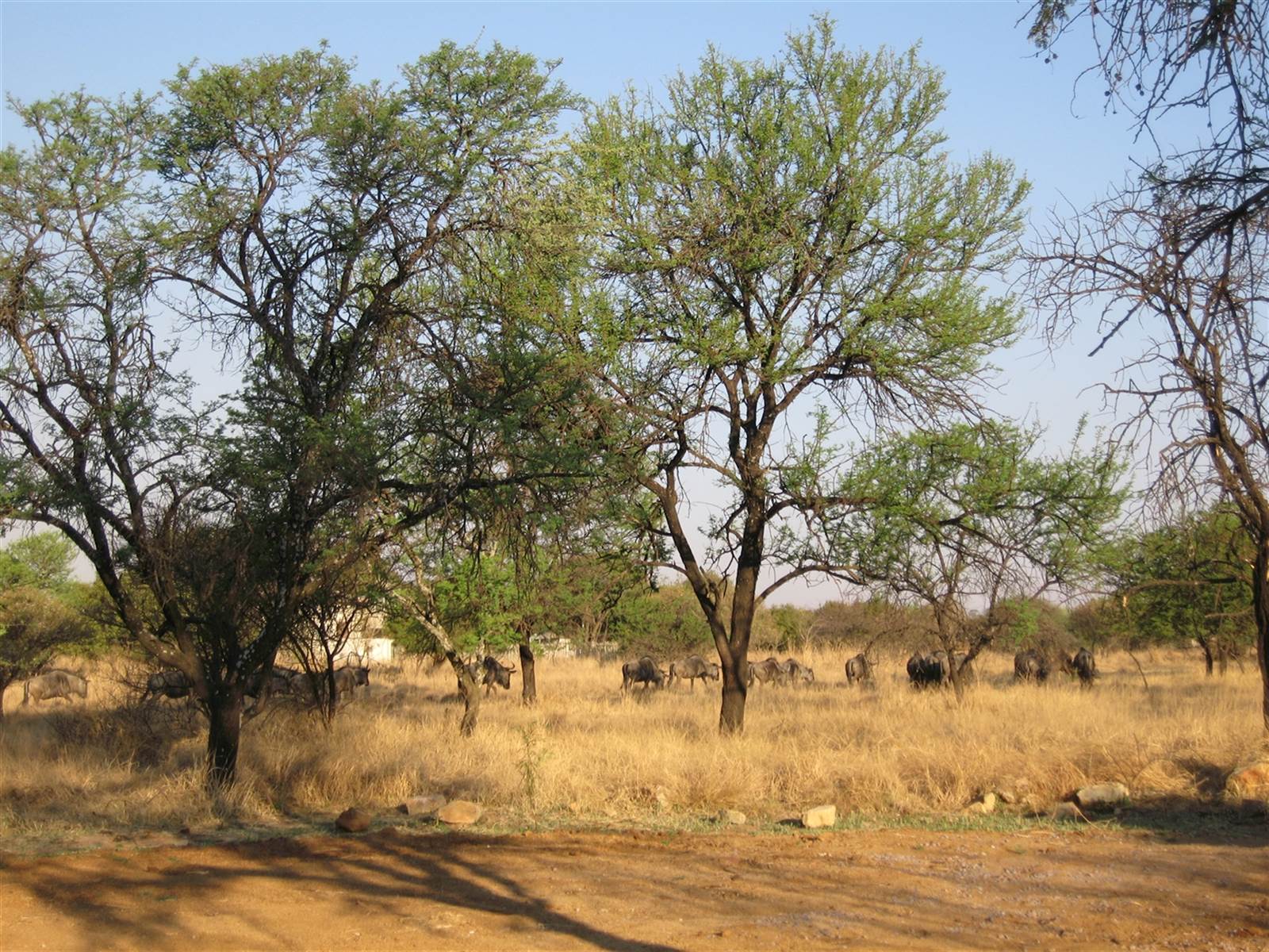 1 ha Land available in Leeuwfontein Estate photo number 15