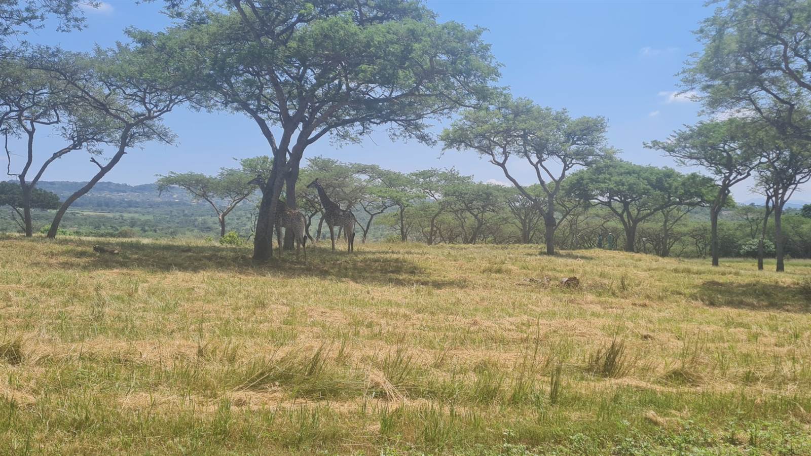 1.6 ha Land available in Wild Fig Estate photo number 1