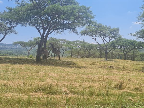1.6 ha Land available in Wild Fig Estate