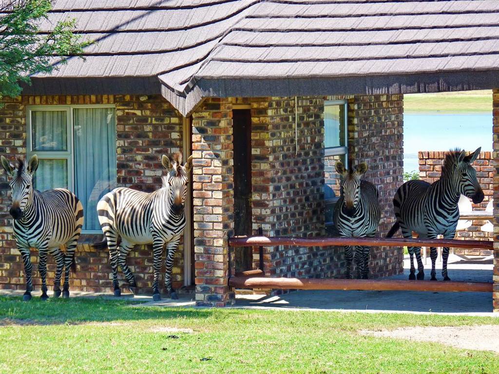 Game Farm in Kroonstad photo number 7