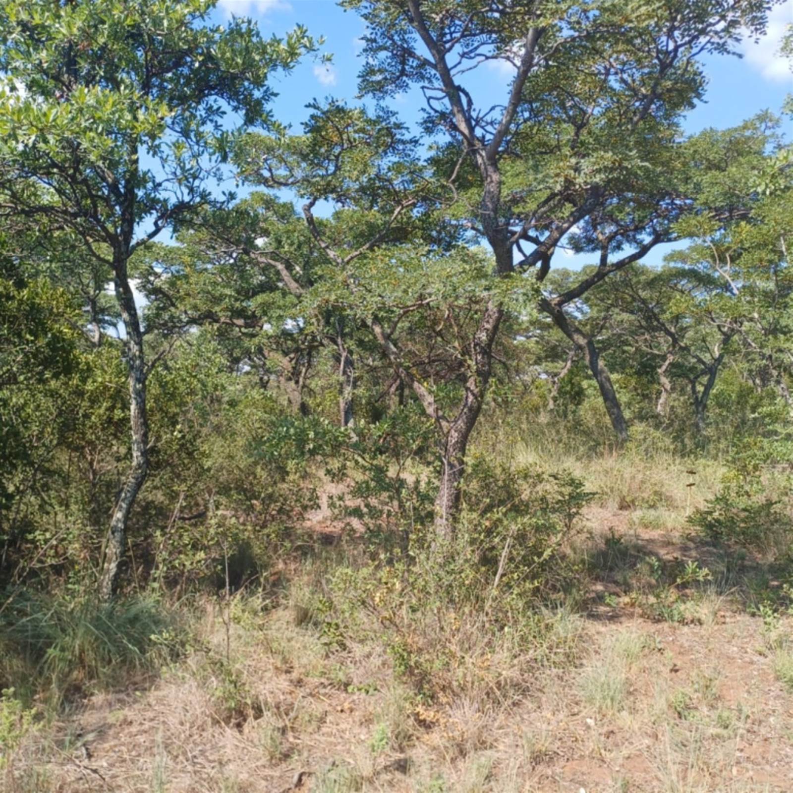 974 m² Land available in Bela-Bela (Warmbaths) photo number 3