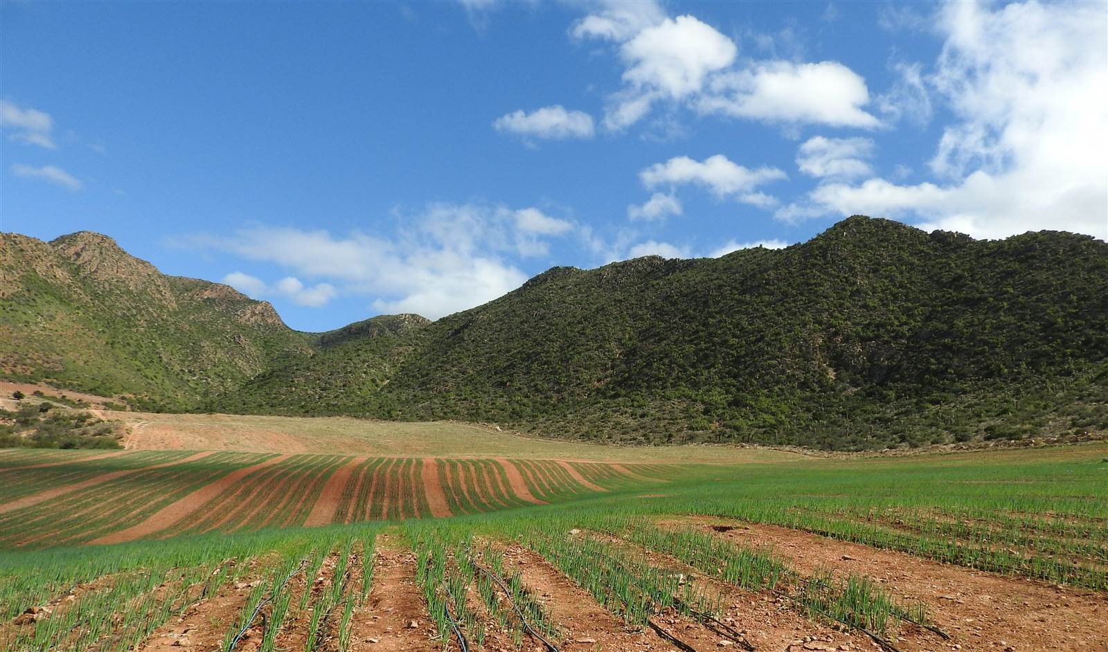 77 ha Farm in Calitzdorp photo number 2