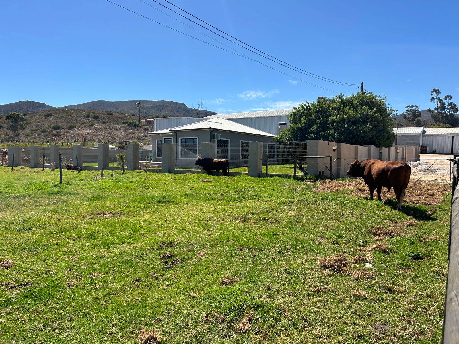 4.6 ha Smallholding in Bonnievale photo number 3