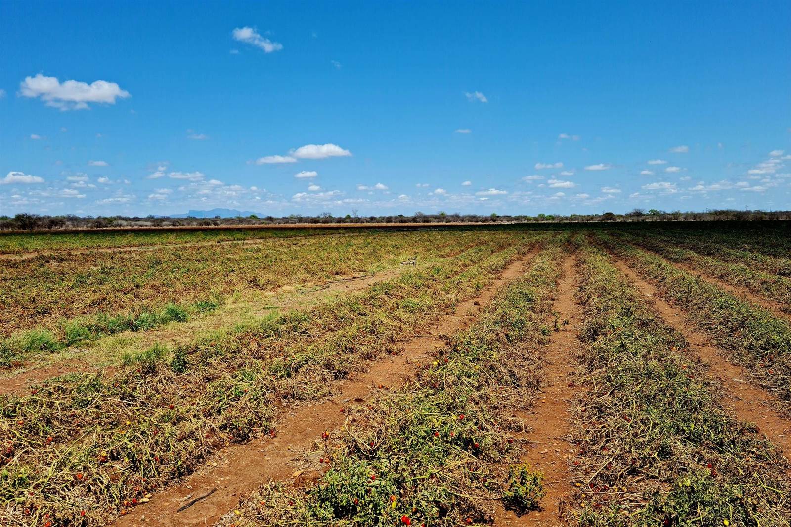 Farm in Alldays photo number 3