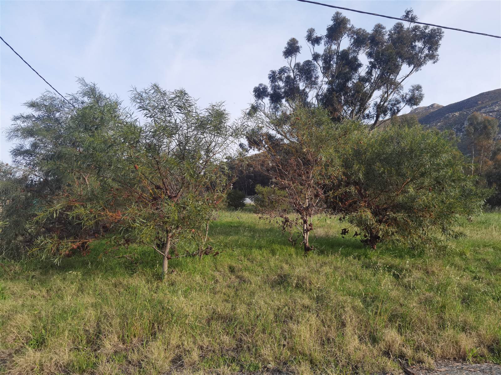 3463 m² Land available in Tulbagh photo number 4