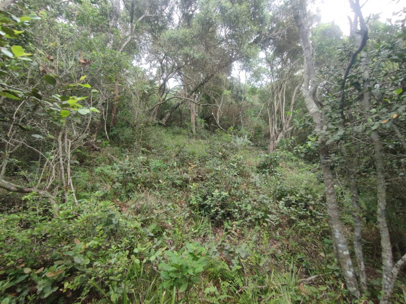 1600 m² Land available in Wilderness photo number 9