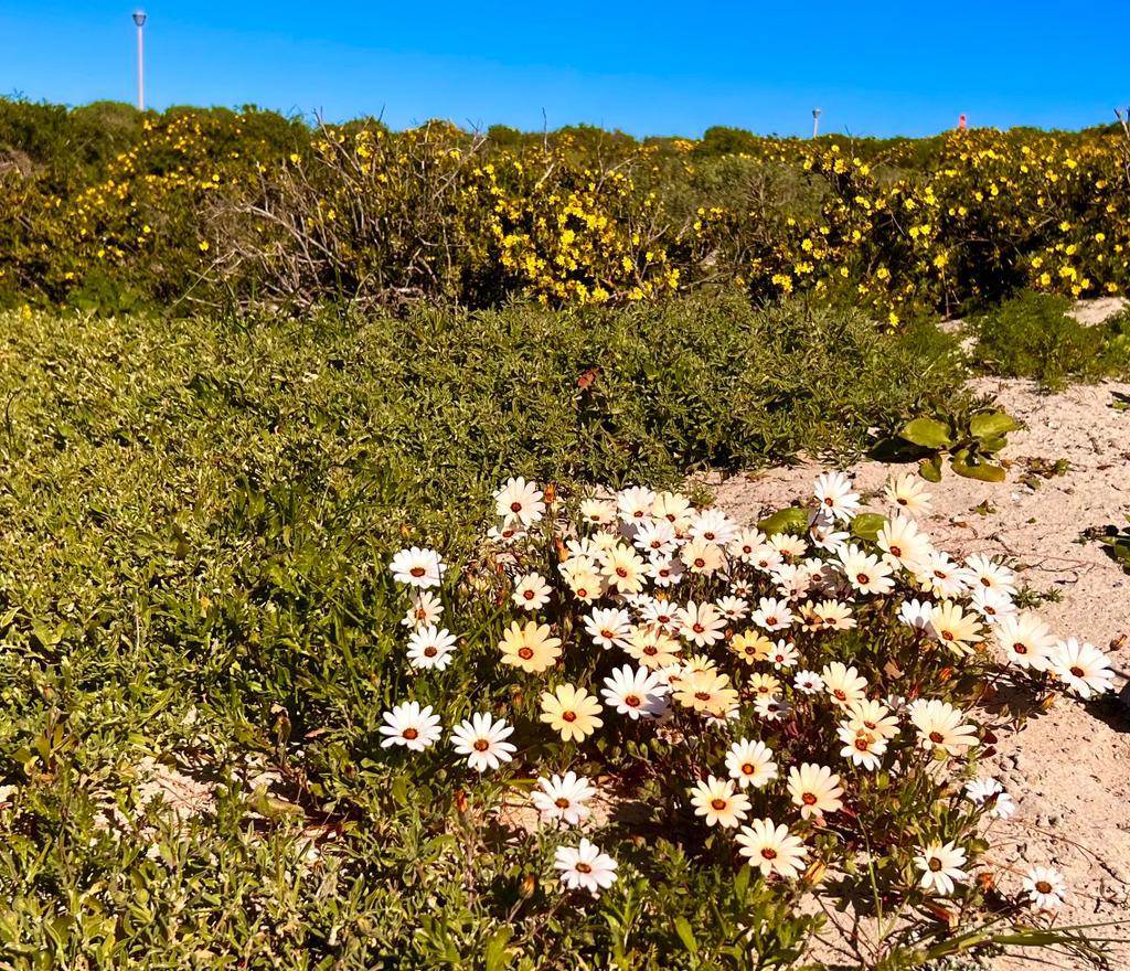 487 m² Land available in Paternoster photo number 5