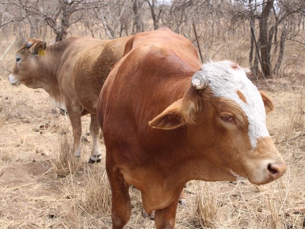 406 ha Commercial Farm