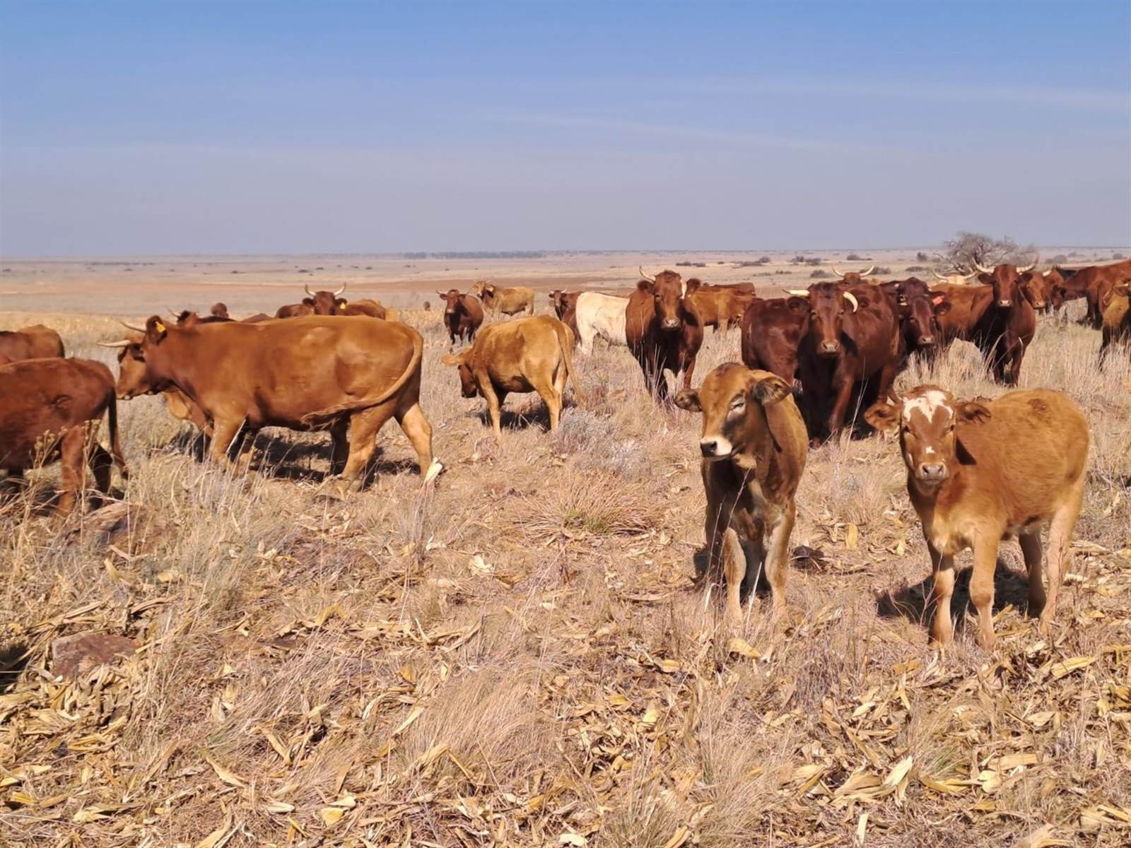 648 ha Farm in Ventersdorp photo number 22