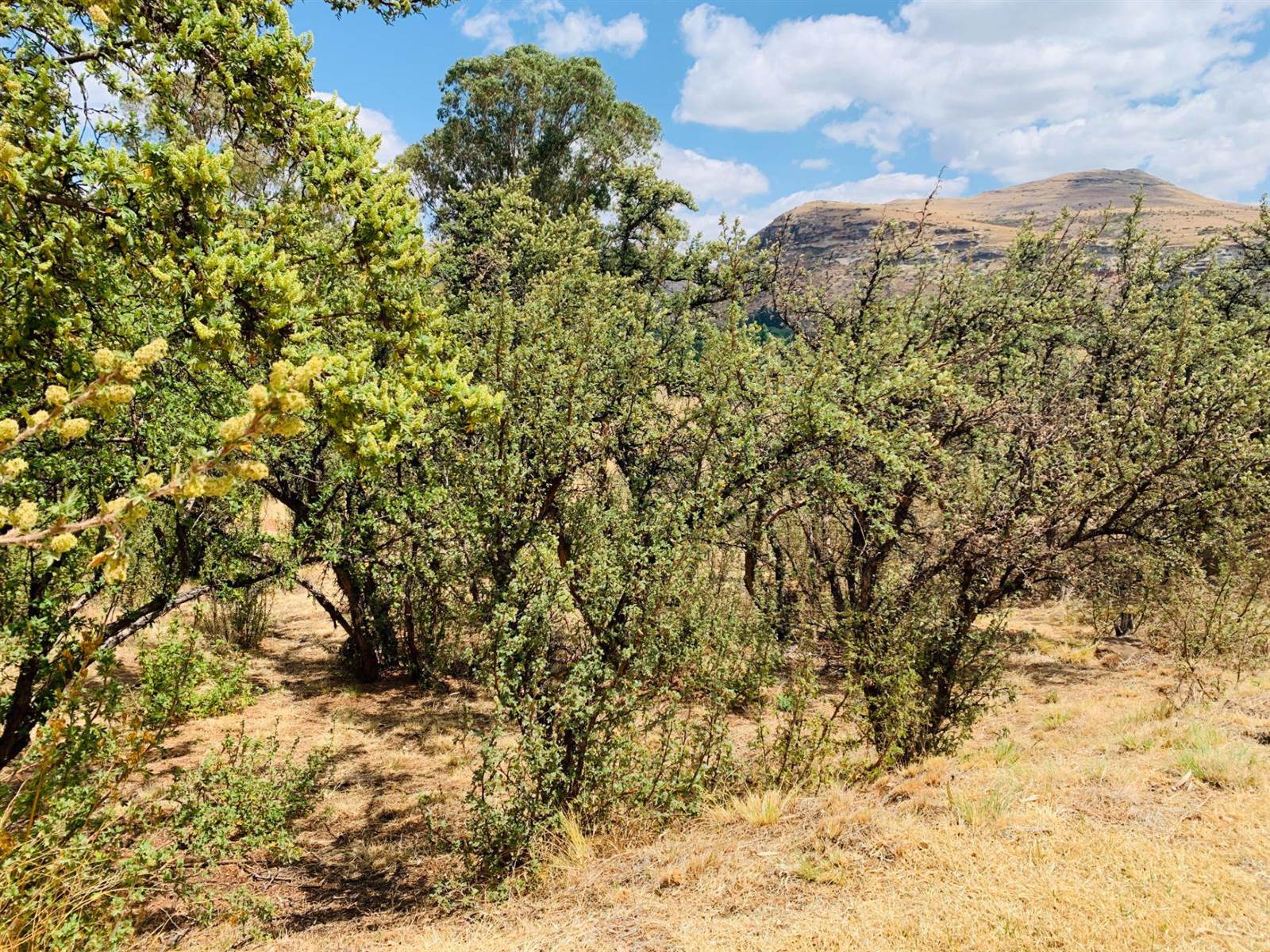 700 m² Land available in Clarens photo number 7