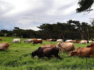 840 ha Farm in Estcourt