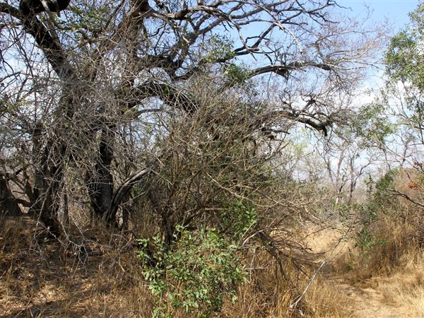 7834 m² Land available in Moditlo Nature Reserve