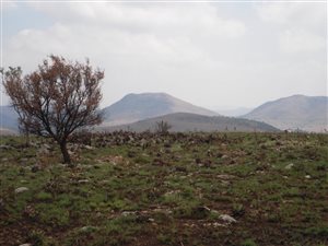 21.5 ha Land available in Doornrandje