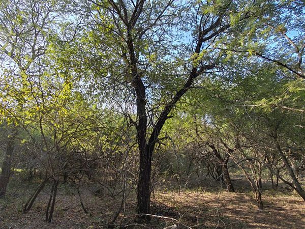 1814 m² Land available in Marloth Park