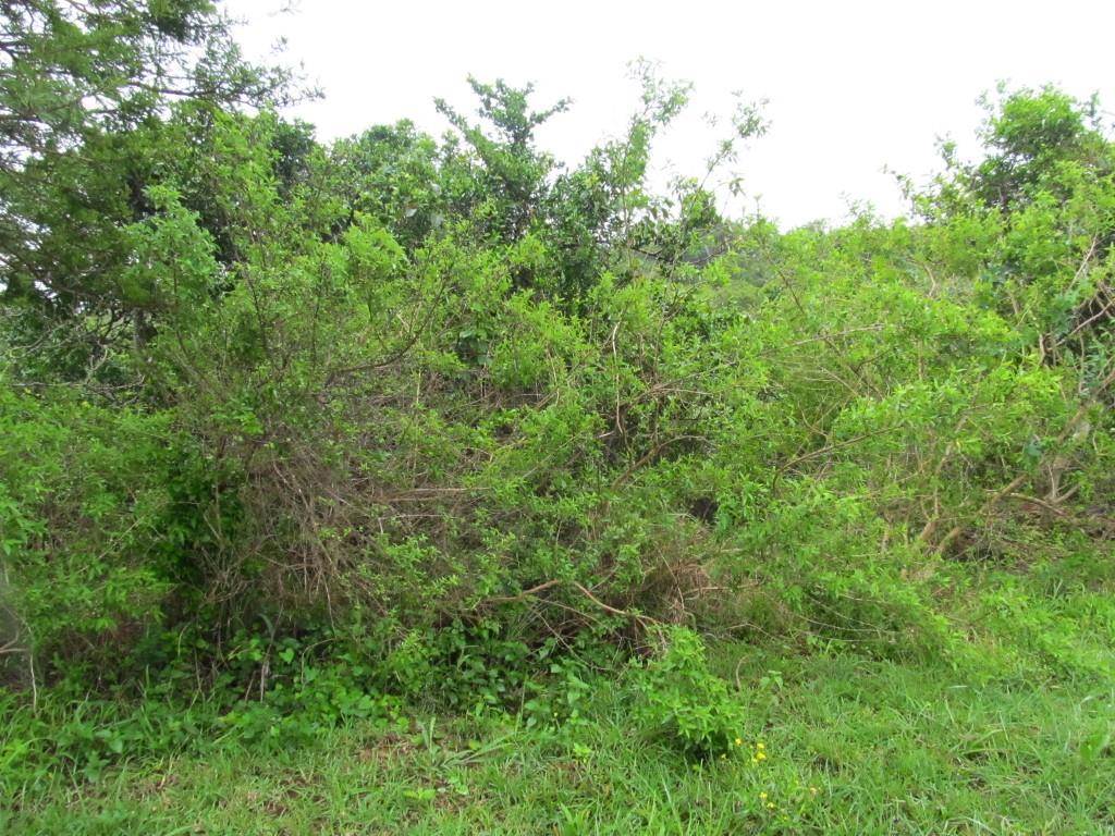 939 m² Land available in Chintsa East photo number 4