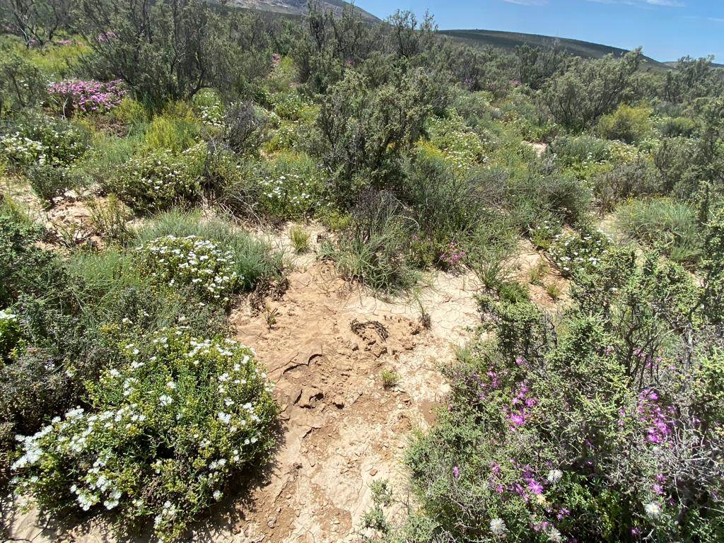 2500 ha Land available in Montagu photo number 17