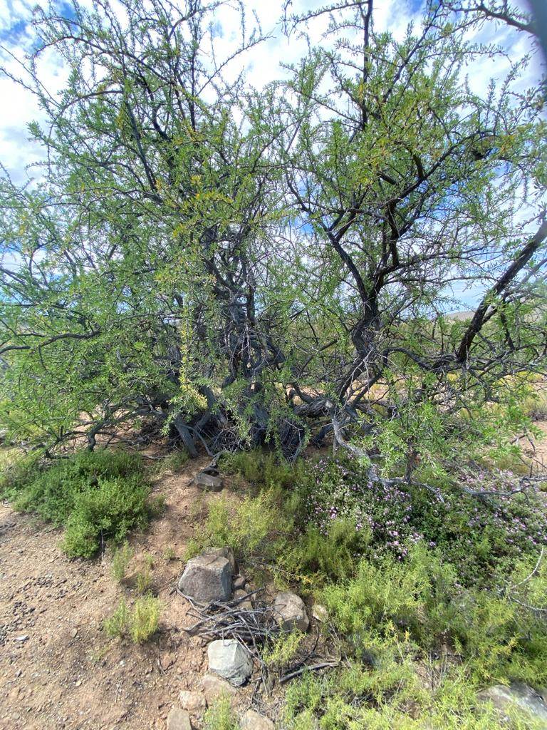 2500 ha Land available in Montagu photo number 21
