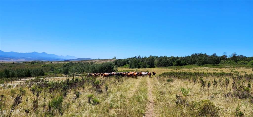 684 ha Farm in Mossel Bay Central photo number 27