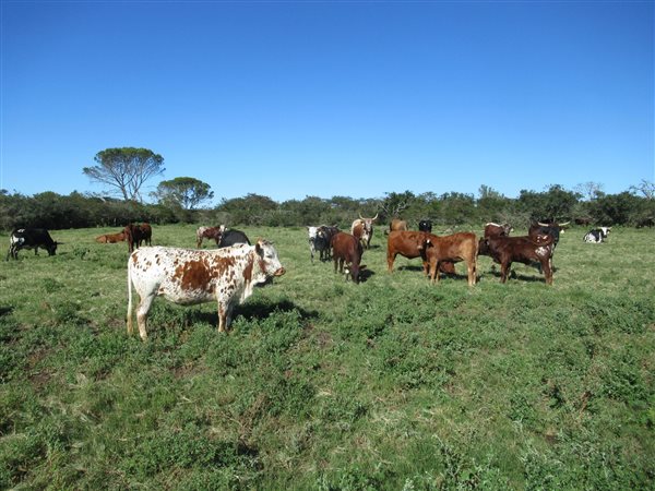 158 ha Farm 158 ha Farm