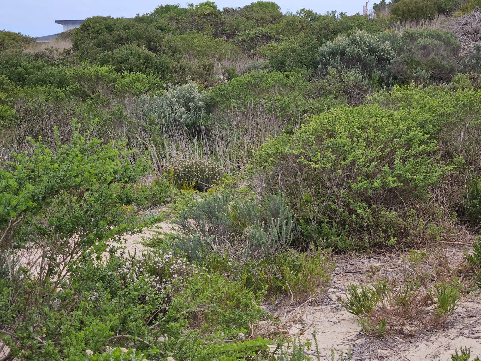 558 m² Land available in Stilbaai photo number 11
