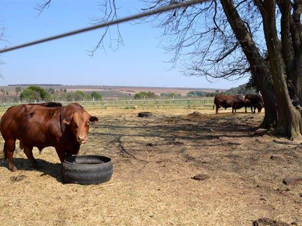 105 ha Farm in Bapsfontein photo number 22