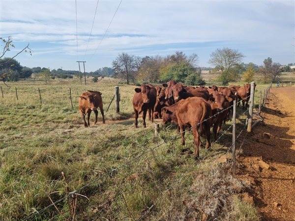 105 ha Farm in Bapsfontein photo number 23