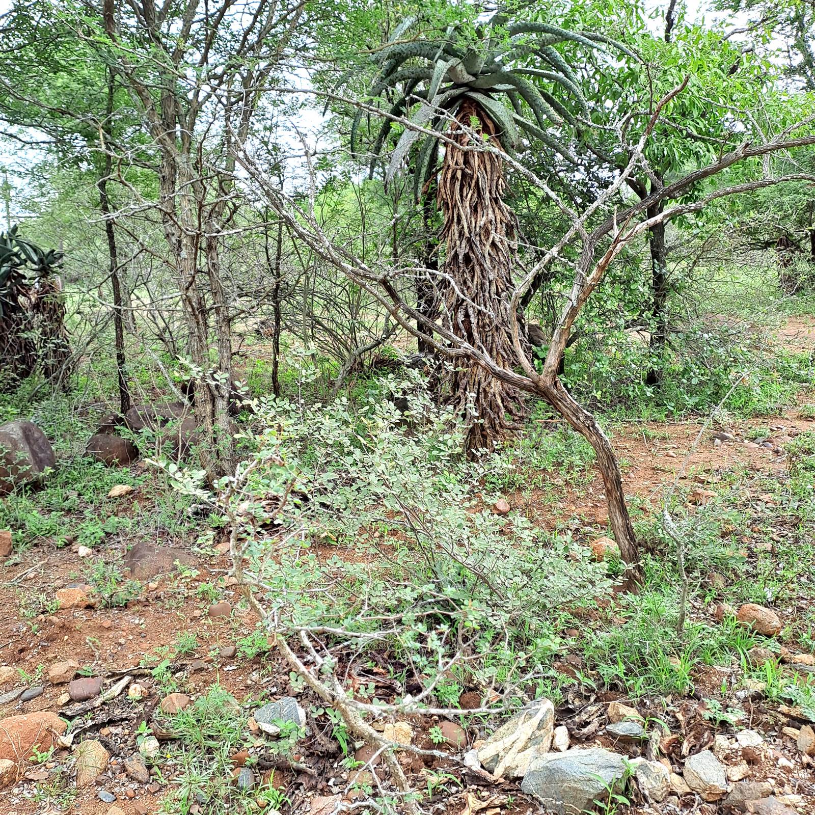 1674 m² Land available in Marloth Park photo number 2