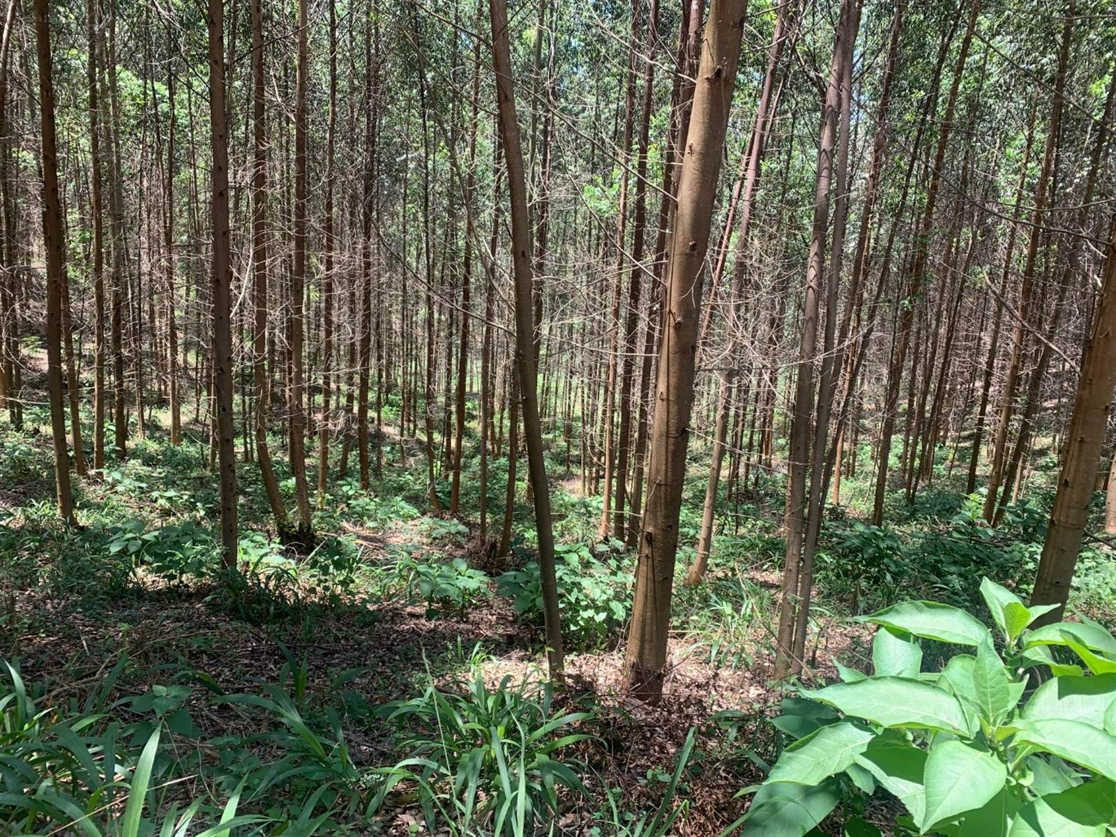 154.9 ha Land available in Tzaneen photo number 15
