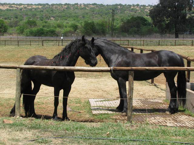 3 Bed House in Boschkop photo number 9