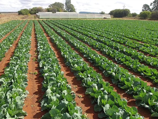 125 ha Farm in Bloemfontein Rural