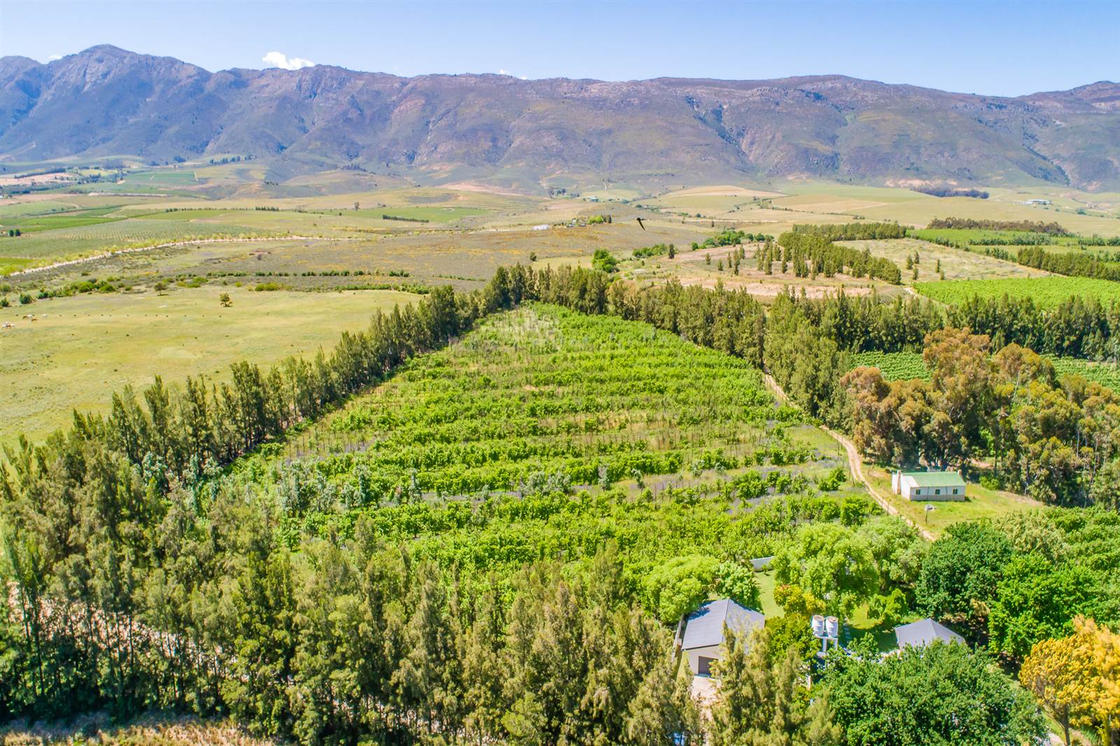 55 ha Farm in Tulbagh photo number 16