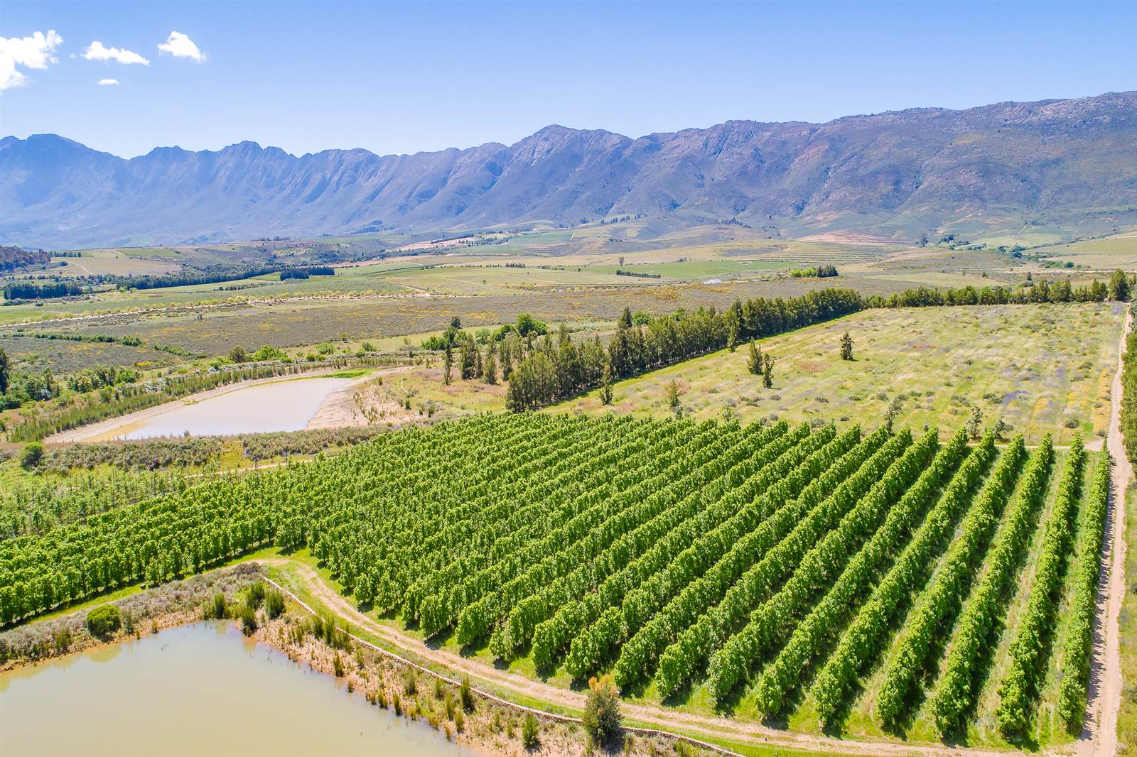 55 ha Farm in Tulbagh photo number 20