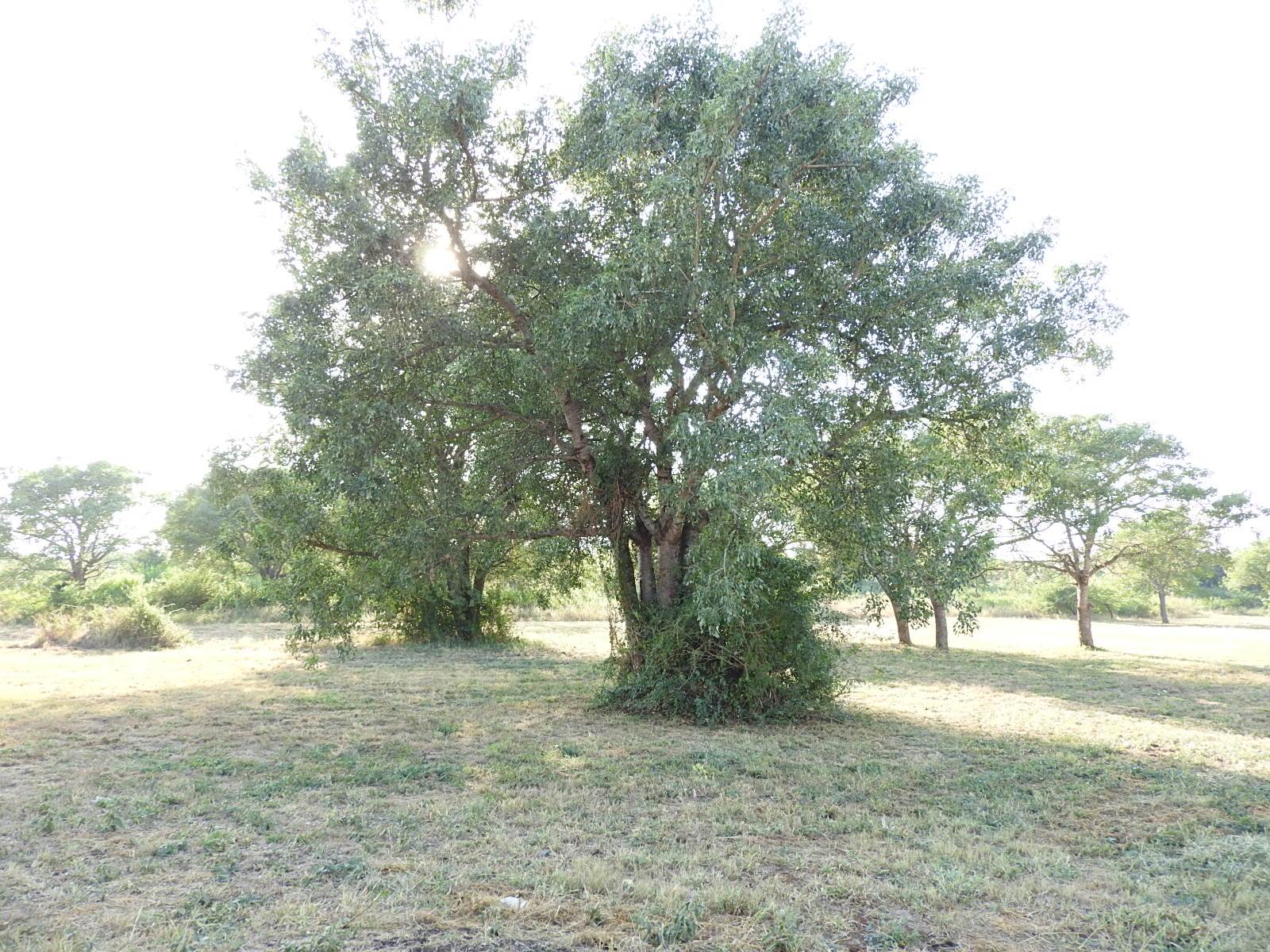 1.7 ha Land available in Komatipoort photo number 6