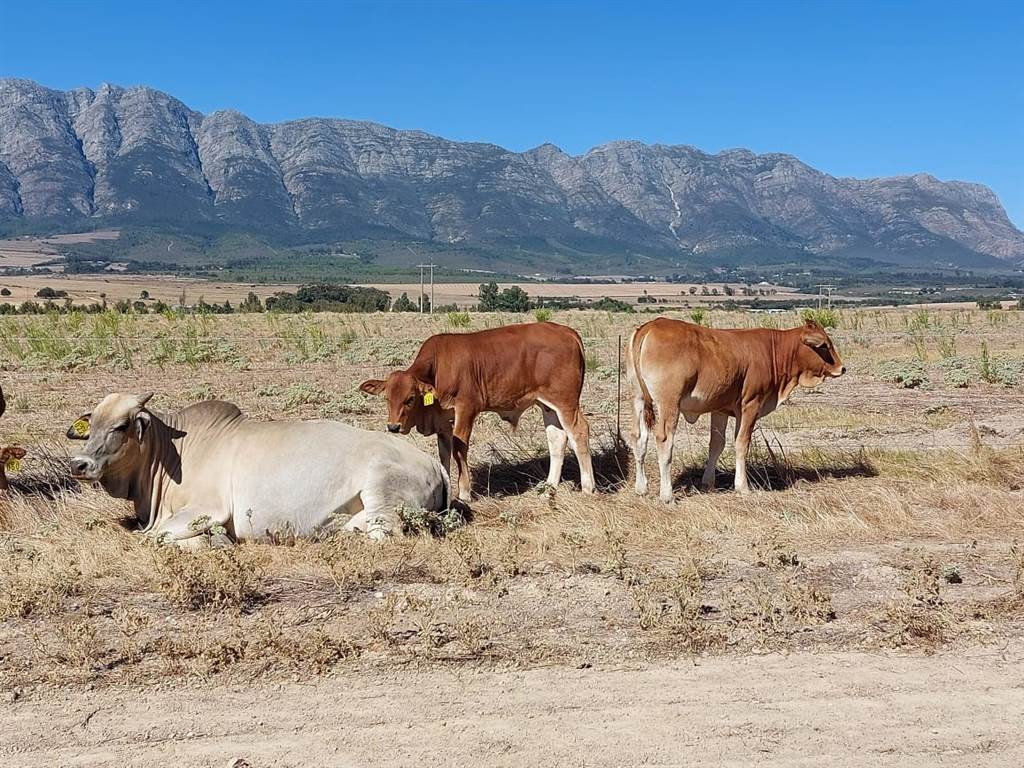 177.9 ha Farm in Tulbagh photo number 29