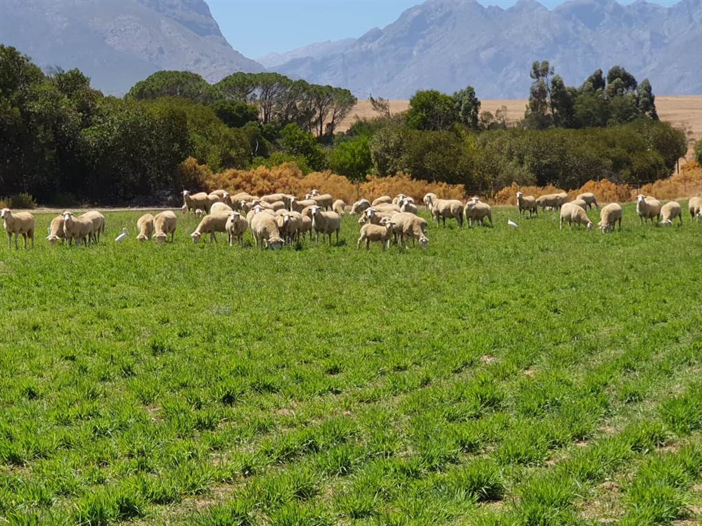 177.9 ha Farm in Tulbagh photo number 26
