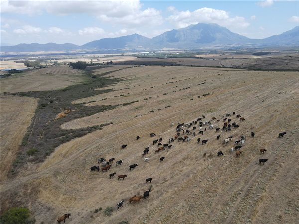 153 ha Farm with House