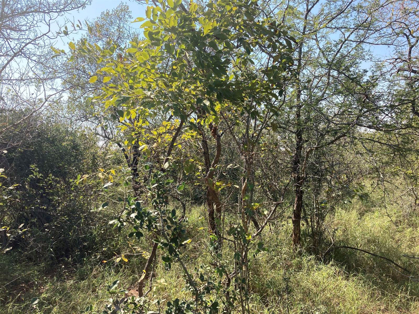 1.5 ha Land available in Moditlo Nature Reserve photo number 8