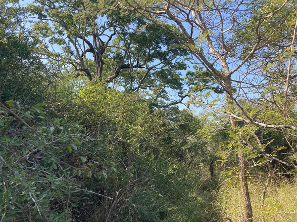 1.5 ha Land available in Moditlo Nature Reserve