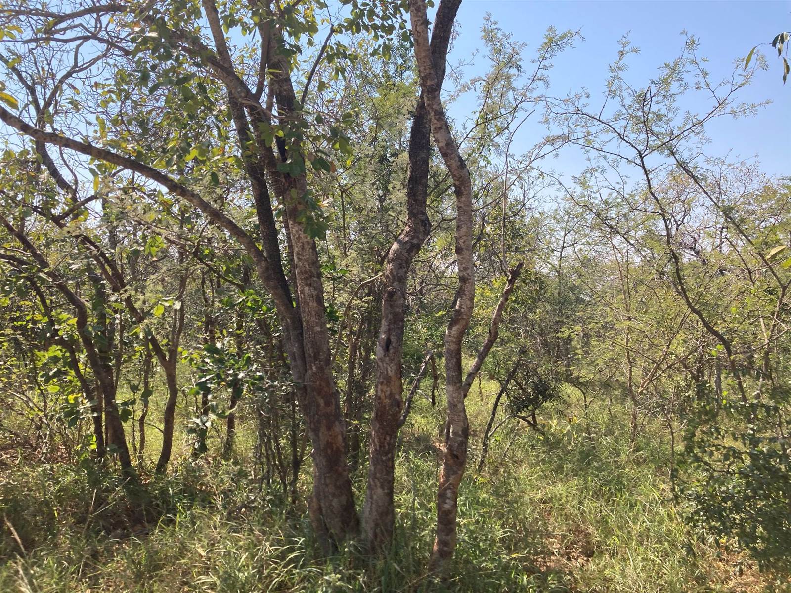 1.5 ha Land available in Moditlo Nature Reserve photo number 9
