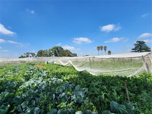 1.6 ha Farm in Vischkuil