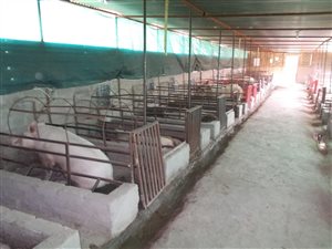 8.9 ha Farm in Pyramid
