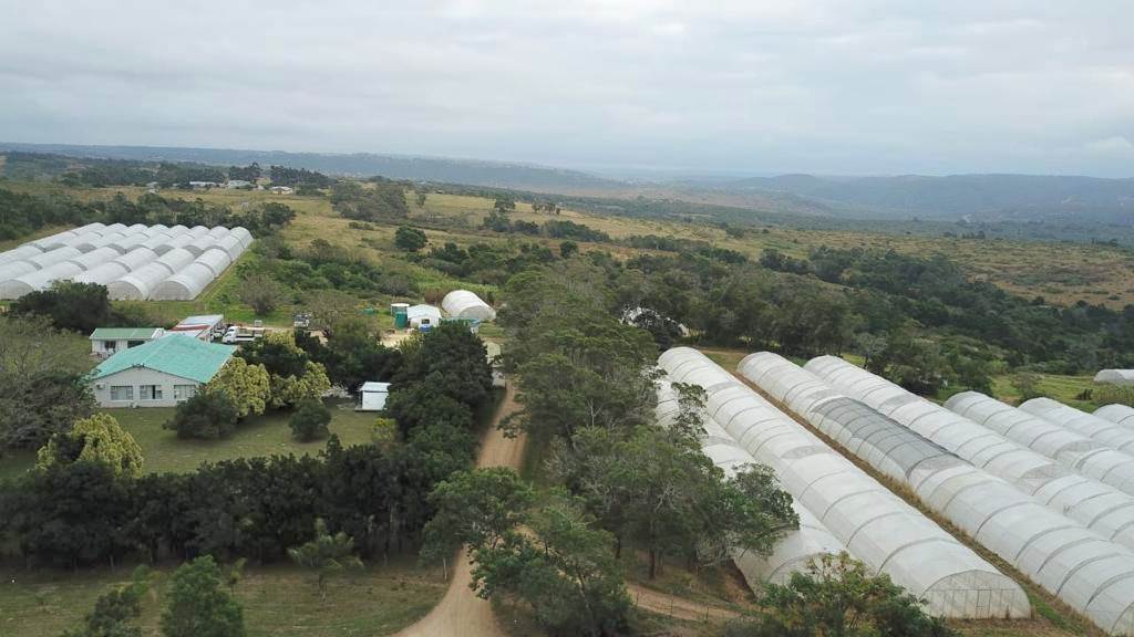 40 ha Farm in Kwelera photo number 4