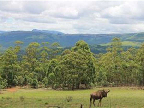 81 ha Smallholding 81 ha Smallholding