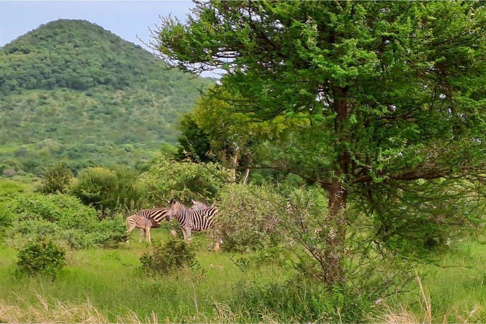 2500 m² Land available in Zwartkloof Private Game Reserve photo number 13