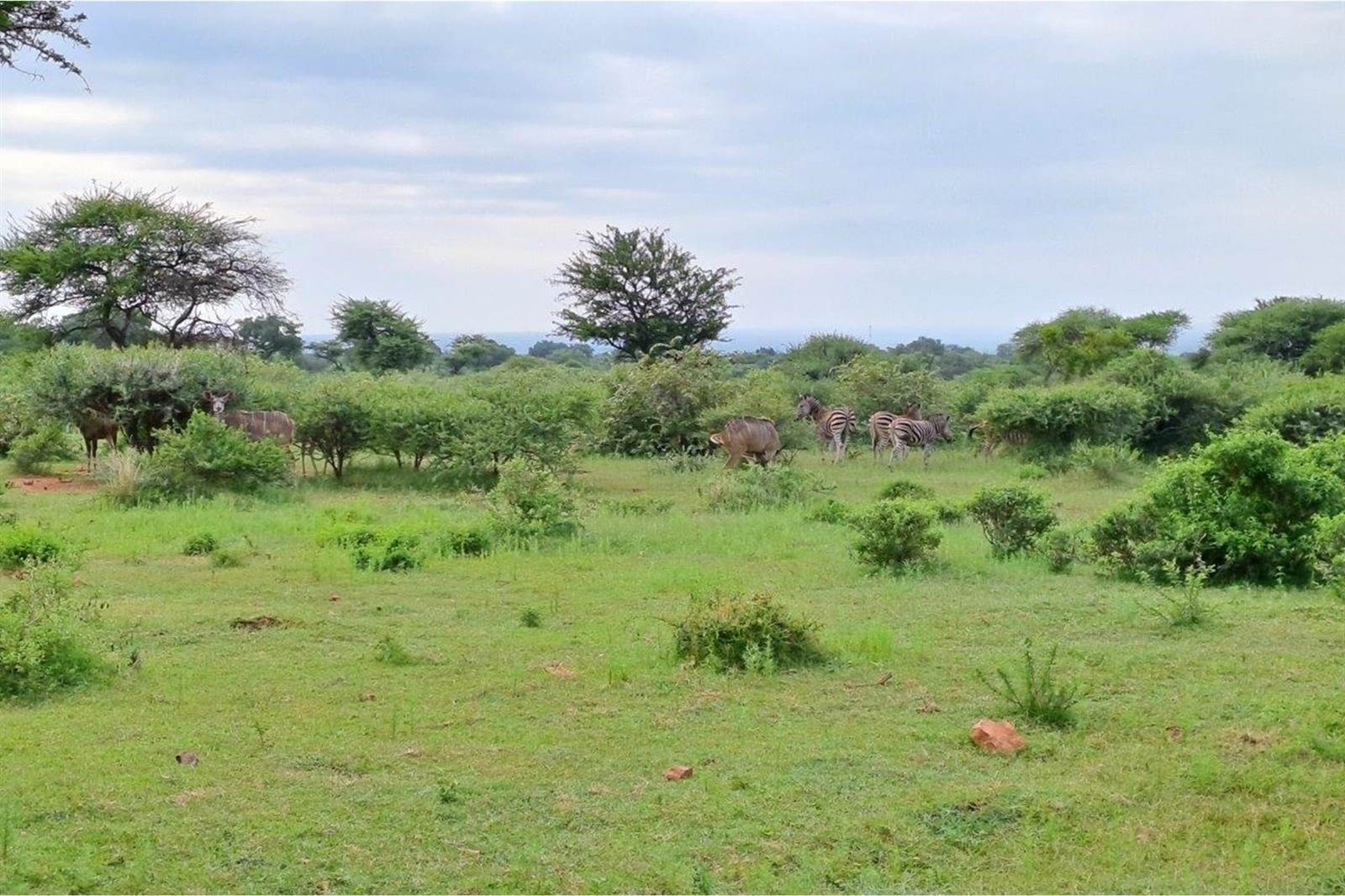2500 m² Land available in Zwartkloof Private Game Reserve photo number 17