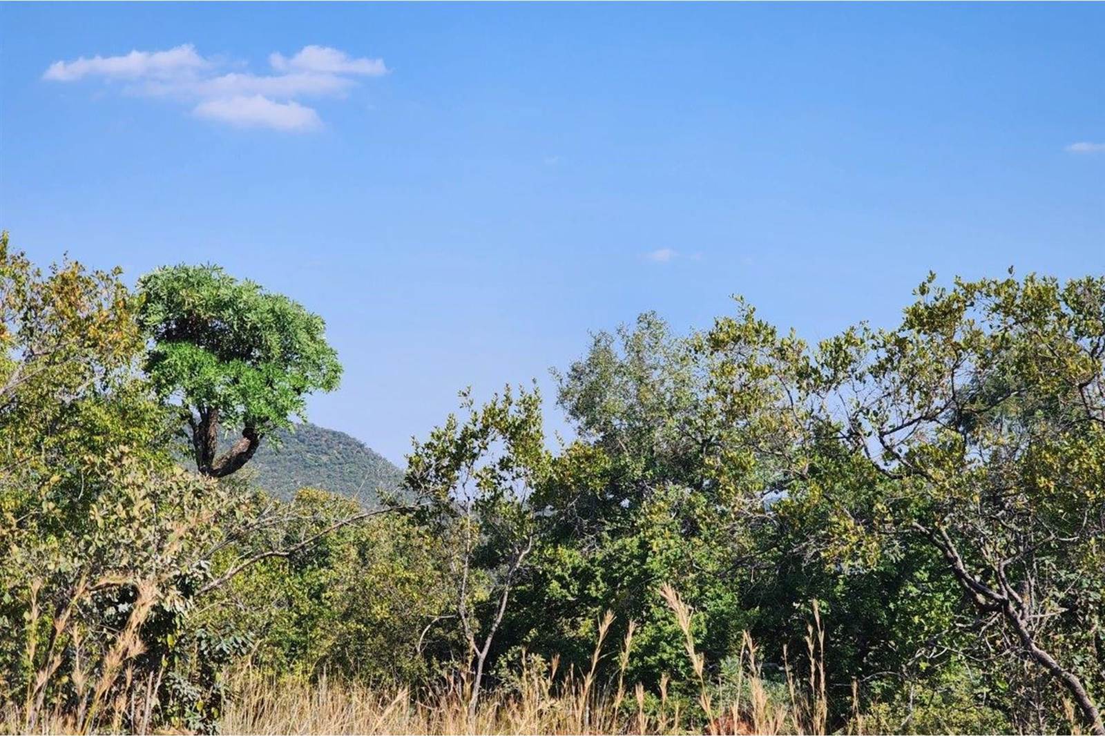 2500 m² Land available in Zwartkloof Private Game Reserve photo number 5