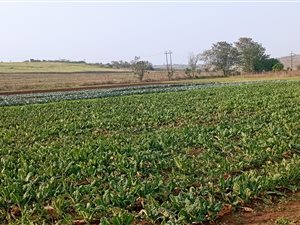 22 ha Farm in Albert Falls